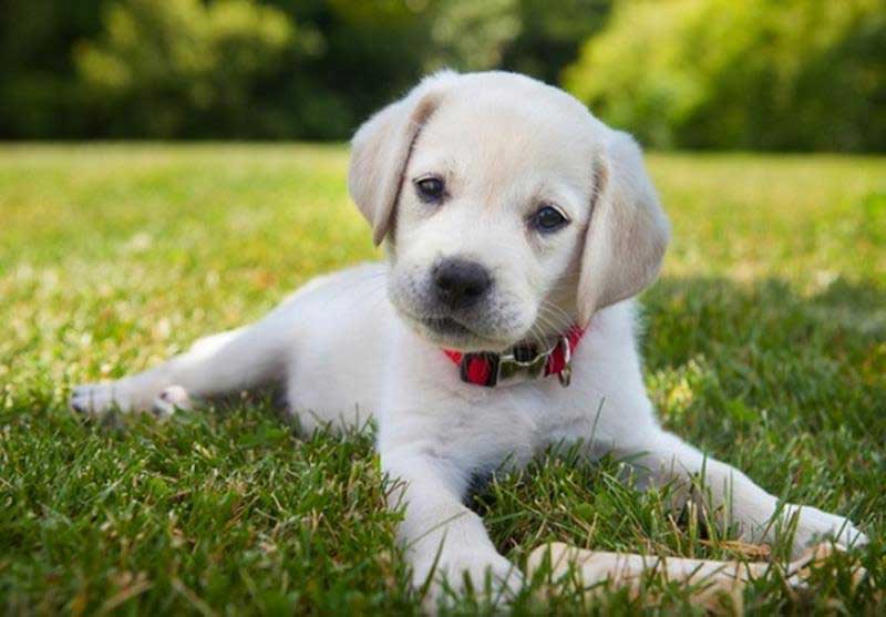 Veterinary Services in Zumbrota, MN Anderson Veterinary Service