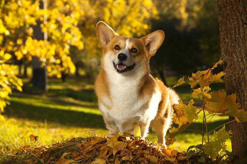 About Anderson Veterinary Service